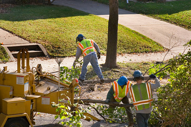 Best Lawn Renovation and Restoration  in Bunker Hill, OR